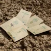 PACK SEMILLAS DE OTOÑO-INVIERNO - Imagen 4