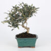 Bonsai olivo de 7 años