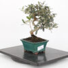 Bonsai olivo de 7 años - Imagen 2