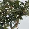 Bonsai olivo de 7 años - Imagen 3