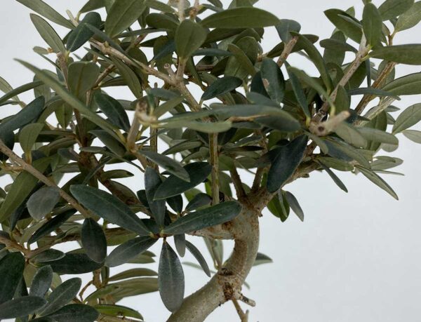 Bonsai olivo de 7 años - Imagen 3