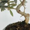 Bonsai olivo de 7 años - Imagen 4