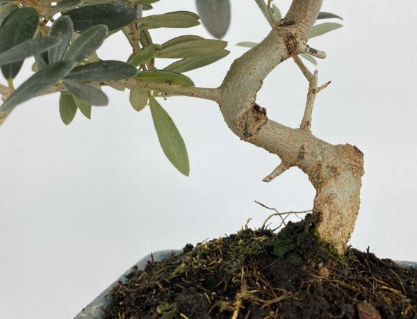 Bonsai olivo de 7 años - Imagen 4