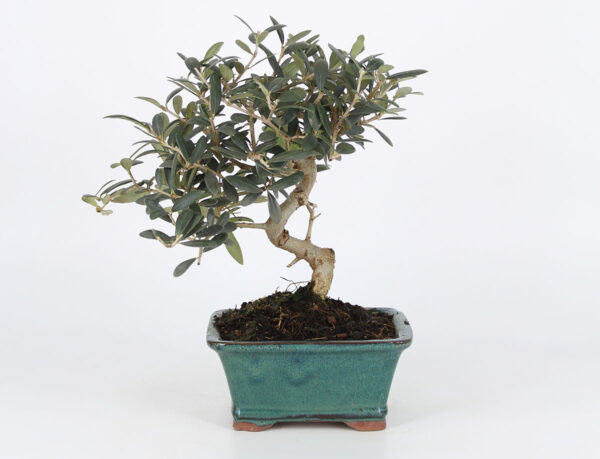 Bonsai olivo de 7 años